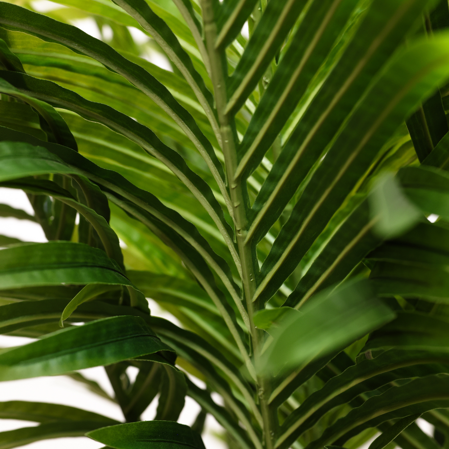 areca palm australia Areca Palm Tree 110cm – Karter